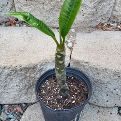 Yellow And White Plumeria Plant One Gallon Pot 