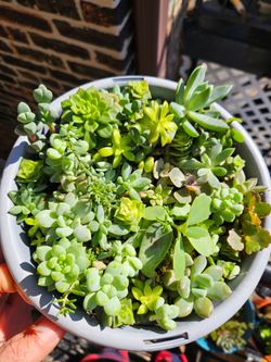 Mixed Succulent Arrangement in Round Pot