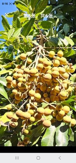 Fallbrook Fresh organic longan fruit for sale very sweet and yummy, $5 for one lb minimum 10 lbs pick from the tree when older received so you get the