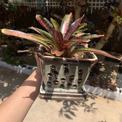 Glazed pot with Fixed Base Plants Included