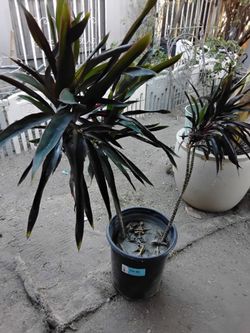 Hawaii plant