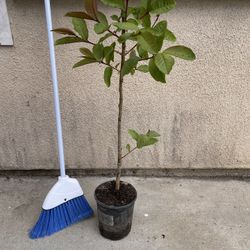 Healthy Thai Guava Fruit Tree Plant