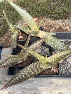 Soap Aloe