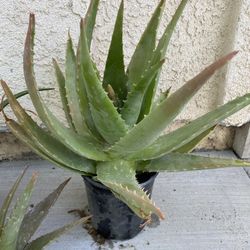 Aloe/ Savilas ( Please Read Description)