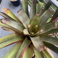 Large 3 Foot Wide Imperial Bromeliad – Alcantarea Imperialis