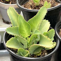 3 Mother of thousands Kalanchoe ~mexican hat plant succulent