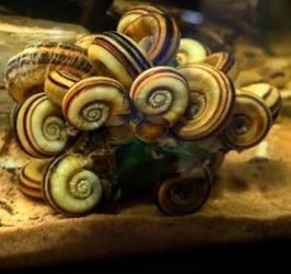 Giant ramshorn