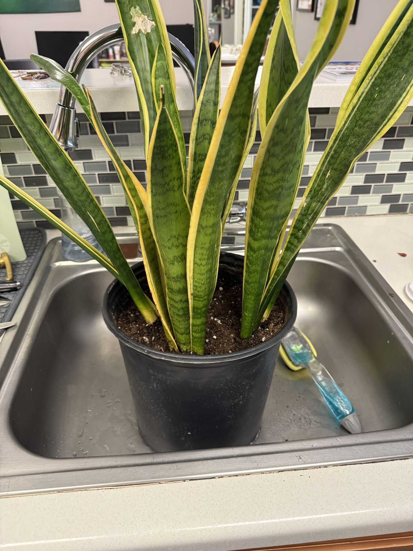 Snake Plant