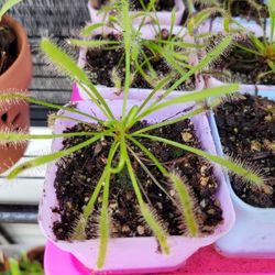 Sundew, Plants