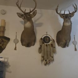 Deer Mounts