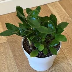 ZZ Indoor Plant