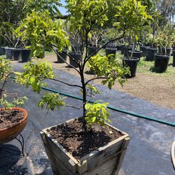  Carolina Cherry Bonsai, Topiary Tree 20 Gal. Box