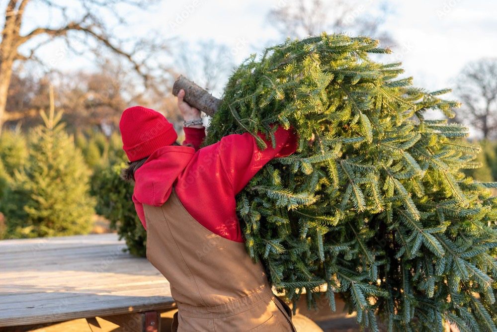 Christmas Trees Delivered — Free Delivery!