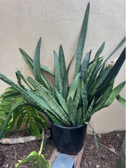 Snake Plants