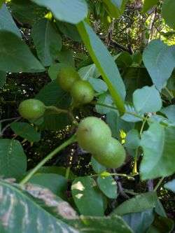 Green Black Walnut