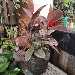 Ficus Elástica Variegata Ruby Indoor Plant