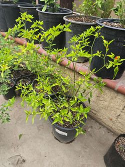 Planta Grande de chiles Piquin