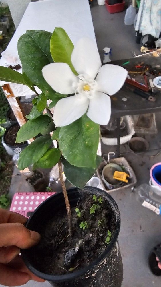 Arctic Snow Jasmine Flower Plant, Rooted
