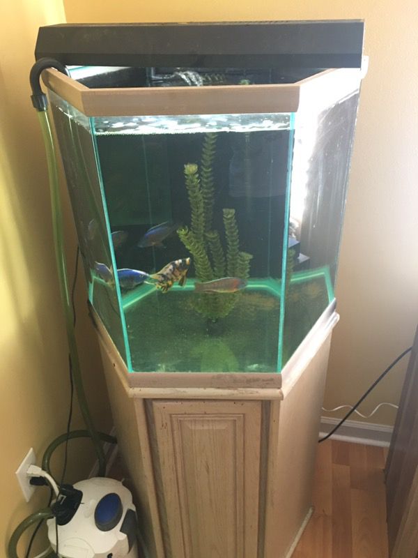 Fish tank aquarium 40 gallon hexagon with stand. No