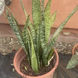 Snake Plant