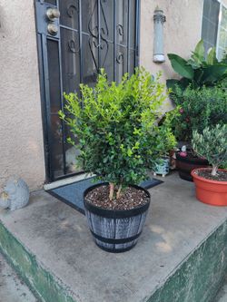 Japanese Boxwood Bonsai Tree