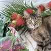 Amy