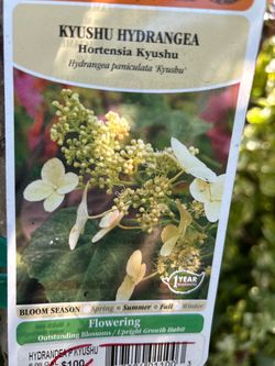 Beautiful hydrangea tree