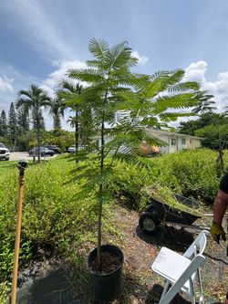 Poinciana (Flamboyant) Tree 🌳 6 ft Tall 🪴 15-Gallon Pot 💲 $75 each