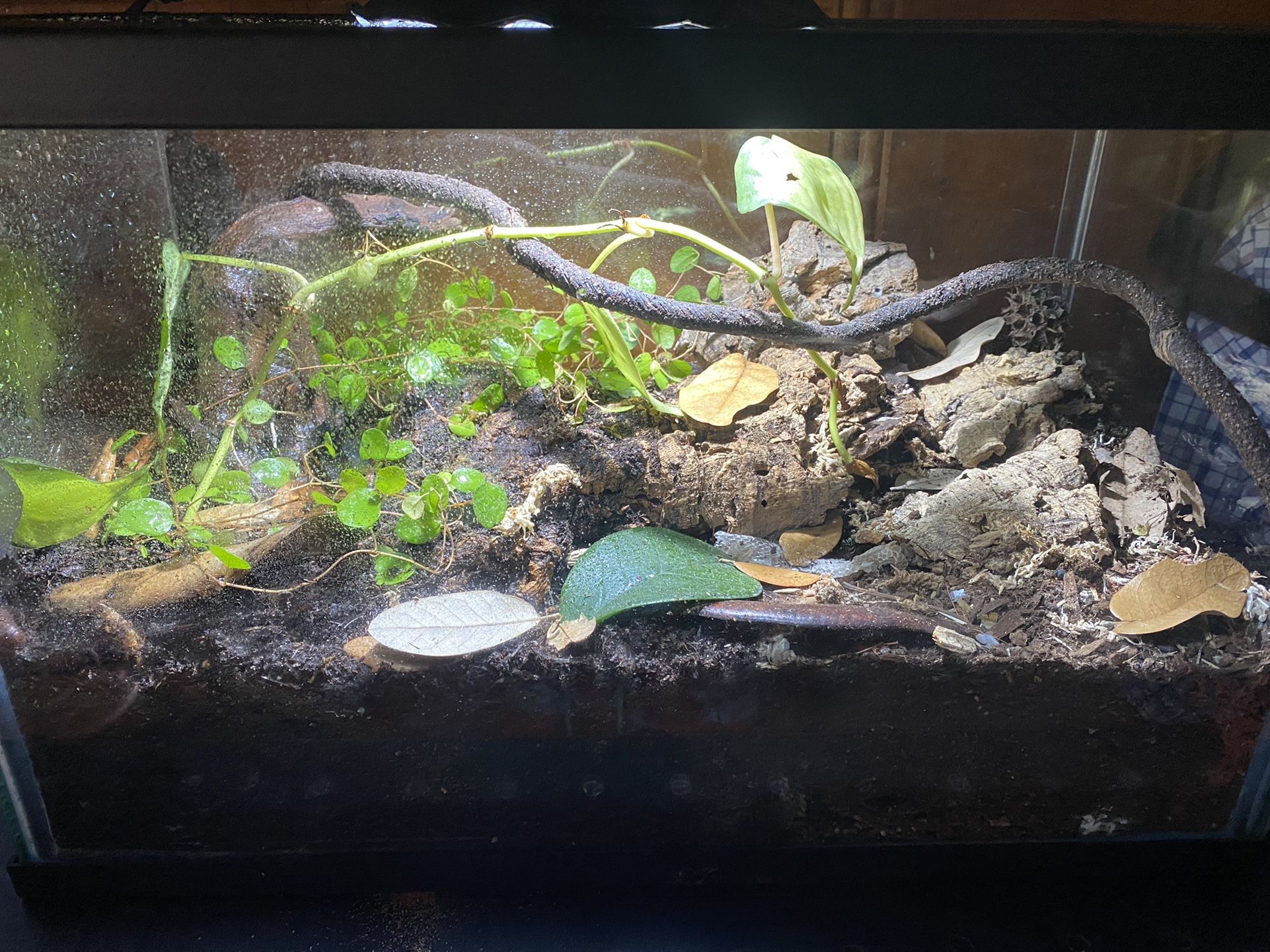 Home Made Planted terrariums