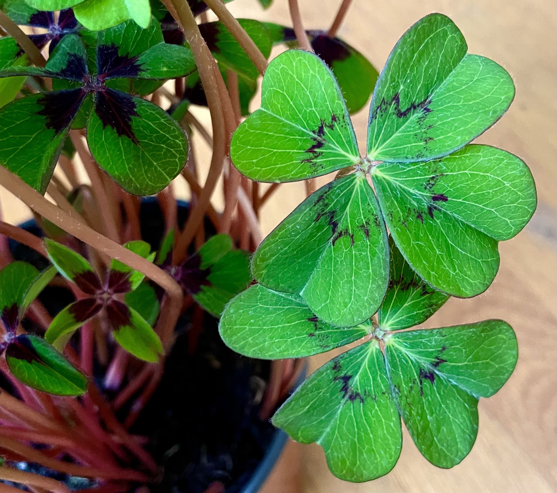Oxalis Iron Cross / Good Luck 🍀 Plant in 6in. Pot / Free Delivery Available