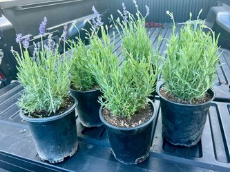 💜🌿Blooming Lavender Plants – Fragrant & Ready to Plant 🌿💜