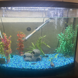 36 gal fish tank