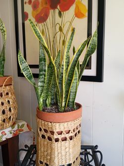 Snake plants