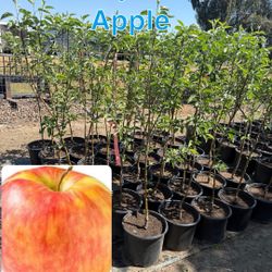 Honey Crisp Apple Tree 