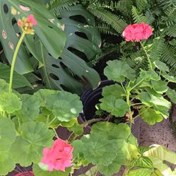 Geranio Malvas Plant