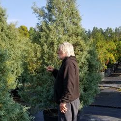 Cedars Large Medium and Small. Delivered and Planted 