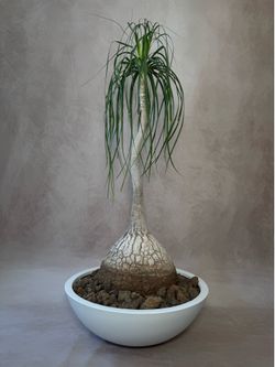 Ponytail Palm Tree Sculptural Living Tree