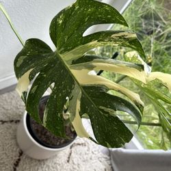 Monstera Thai Constellation TOP CUTTING