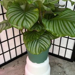 Calathea orbifolia - 8” pot 