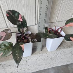 Philodendron Pink Princess Plants