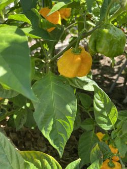 Fresh Hot Peppers
