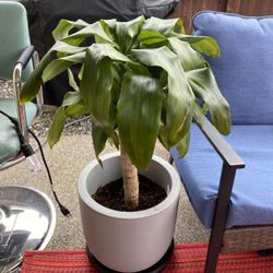 Dracaena Plant W/container 