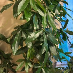 Indoor Plants 