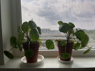 Chinese Money Plant in Clay Pots