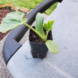 Zucchini Plants