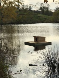 New Floating Duck House