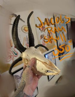 Oddities For The Holidays