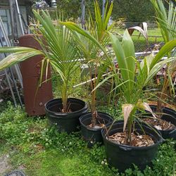 Dwarf Malaysian Green 🍏 Coconut Trees .