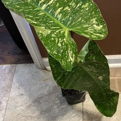House Plant Bundle (pls Read Description Below)