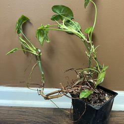 Burle Marx Philodendron Plant